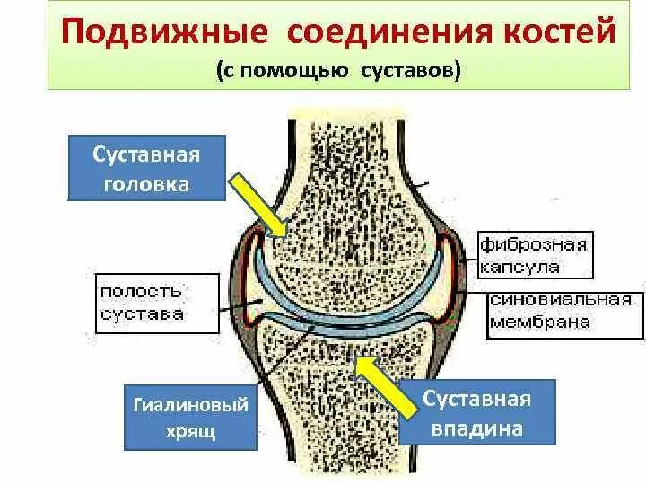 Какие функции выполняют суставные хрящи. Какие функции выполняют суставные хрящи