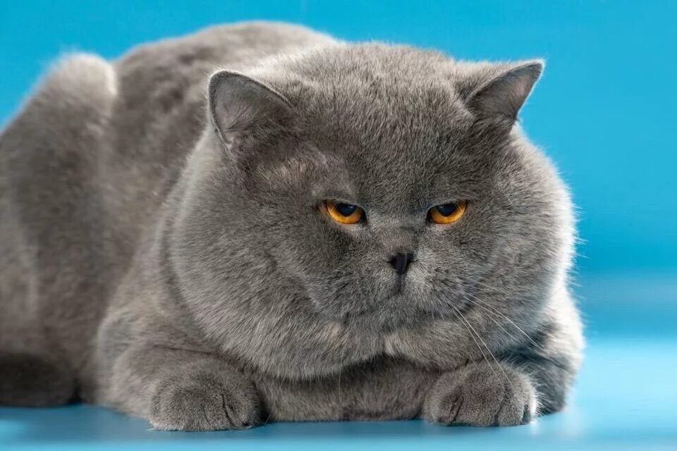 Злой британский кот. Злая кошка. Агрессивный кот. Британская кошка злая. Злые британские коты.