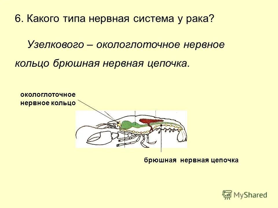 Рак брюшная нервная цепочка