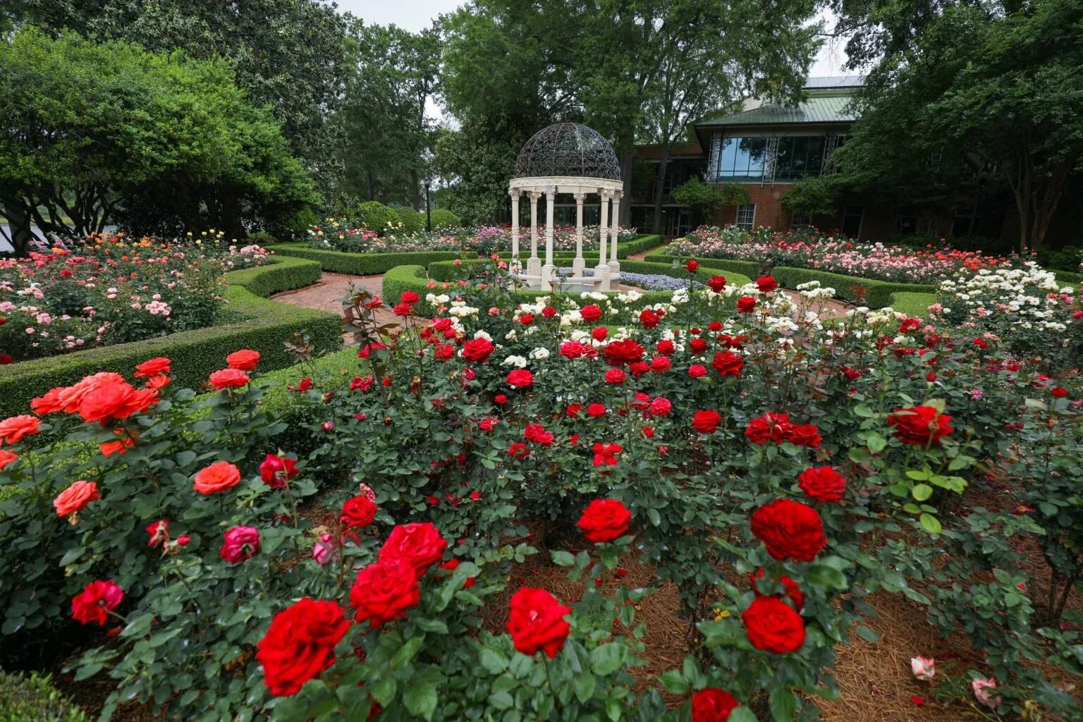Лучшие розы для сада. Гюлистан-сад роз. Розарий Ботанический сад.