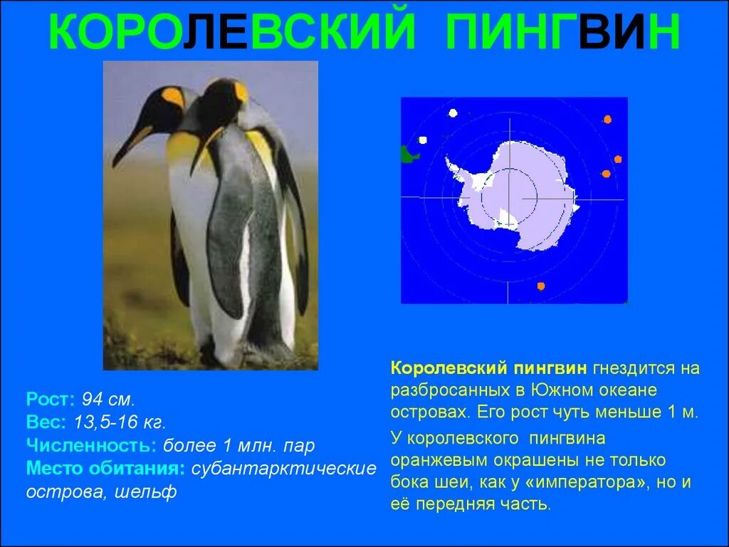 Тип развития субантарктического пингвина. Внешнее строение пингвина. королевский пингвин рост. строение пингвина для детей. императорский пингвин рост.