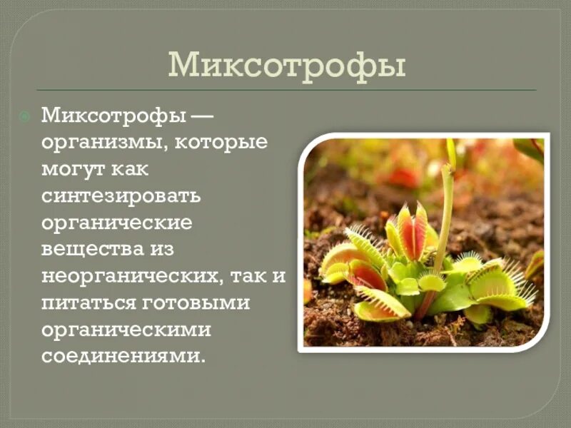Миксотрофный тип питания. Росянка миксотроф. венерина мухоловка миксотроф. типы питания миксотрофы. протисты миксотрофы.
