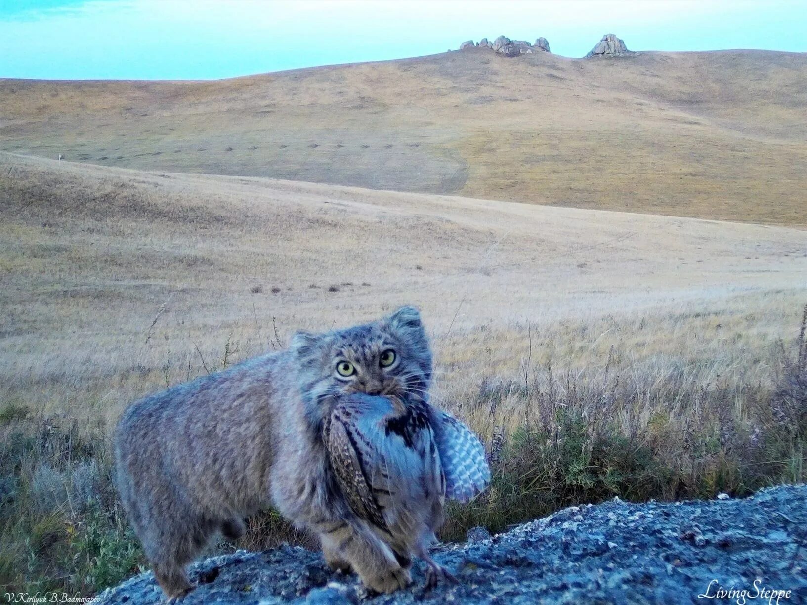 В степи живут люди. Степной кот Манул. Даурский заповедник Манул. Кот Манул Даурский заповедник степи. Кот Манул Забайкальского края.