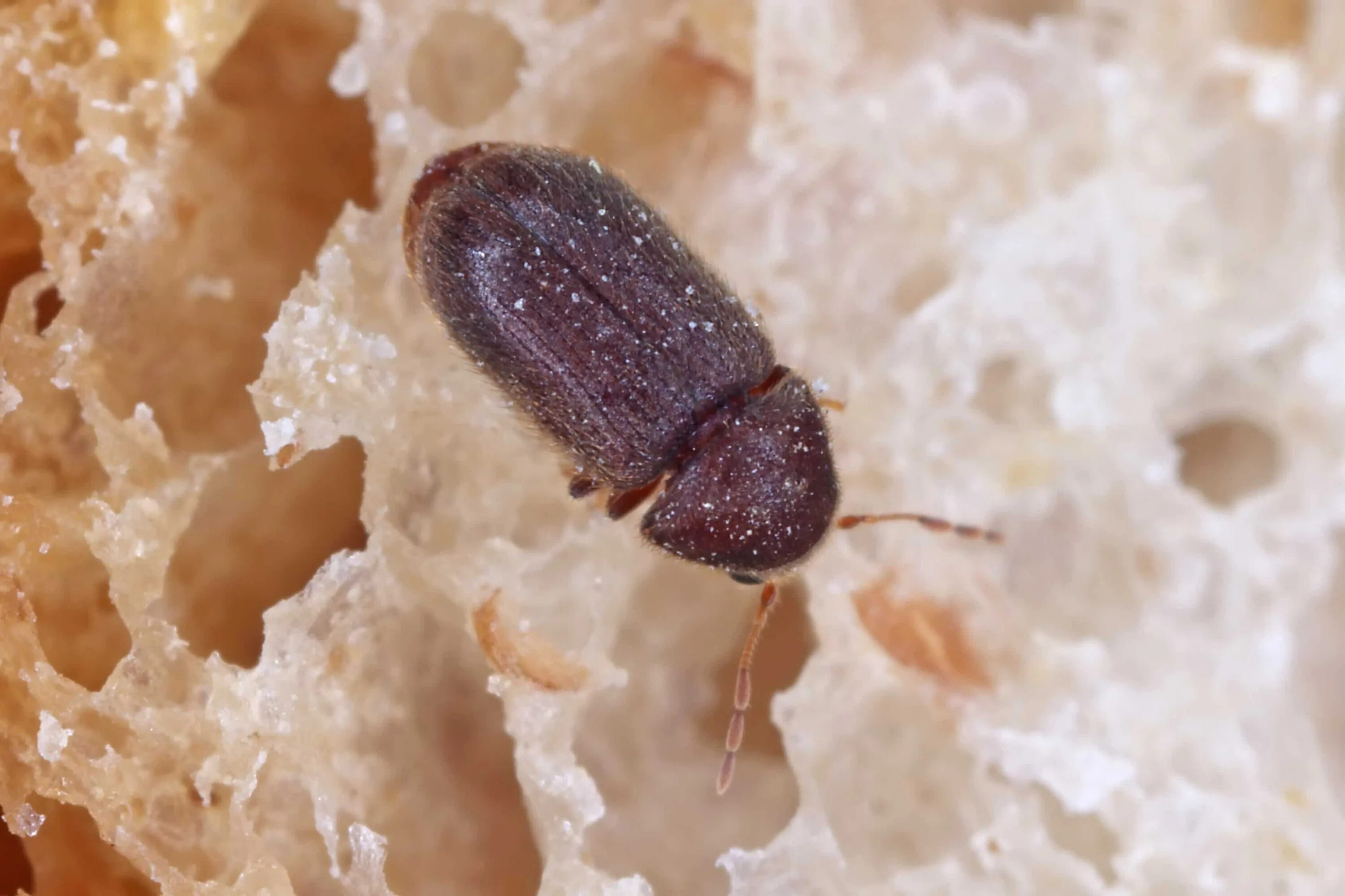 Little Black Bugs With Wings Small Flying Insects In House Little in Flying Inse