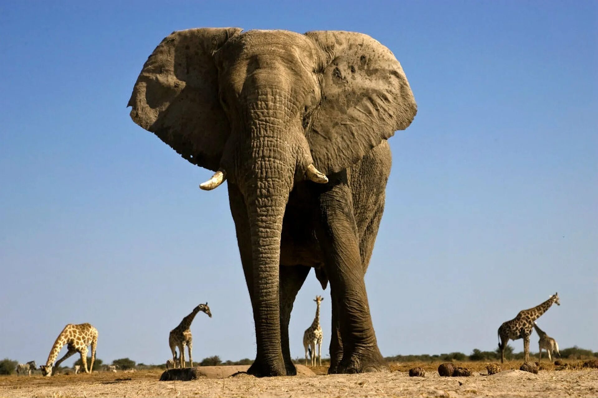 Слоны какой слон крупнее. Слон Йоси. Африканский саванный слон гиганты. Самый большой слон. Самый большой слон в мире.