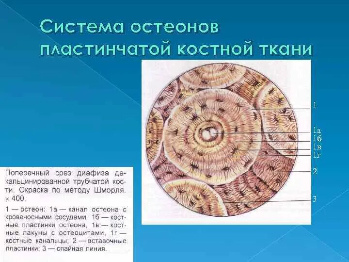 Срез кости. Пластинчатая костная ткань препарат гистология. Пластинчатая костная ткань Остеон гистология. Остеон гистология. Поперечный срез остеона.