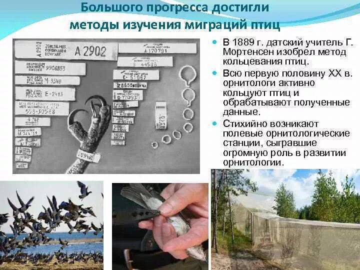 Для чего юннаты с учеными кольцуют птиц. Для чего юннаты с учеными кольцуют птиц