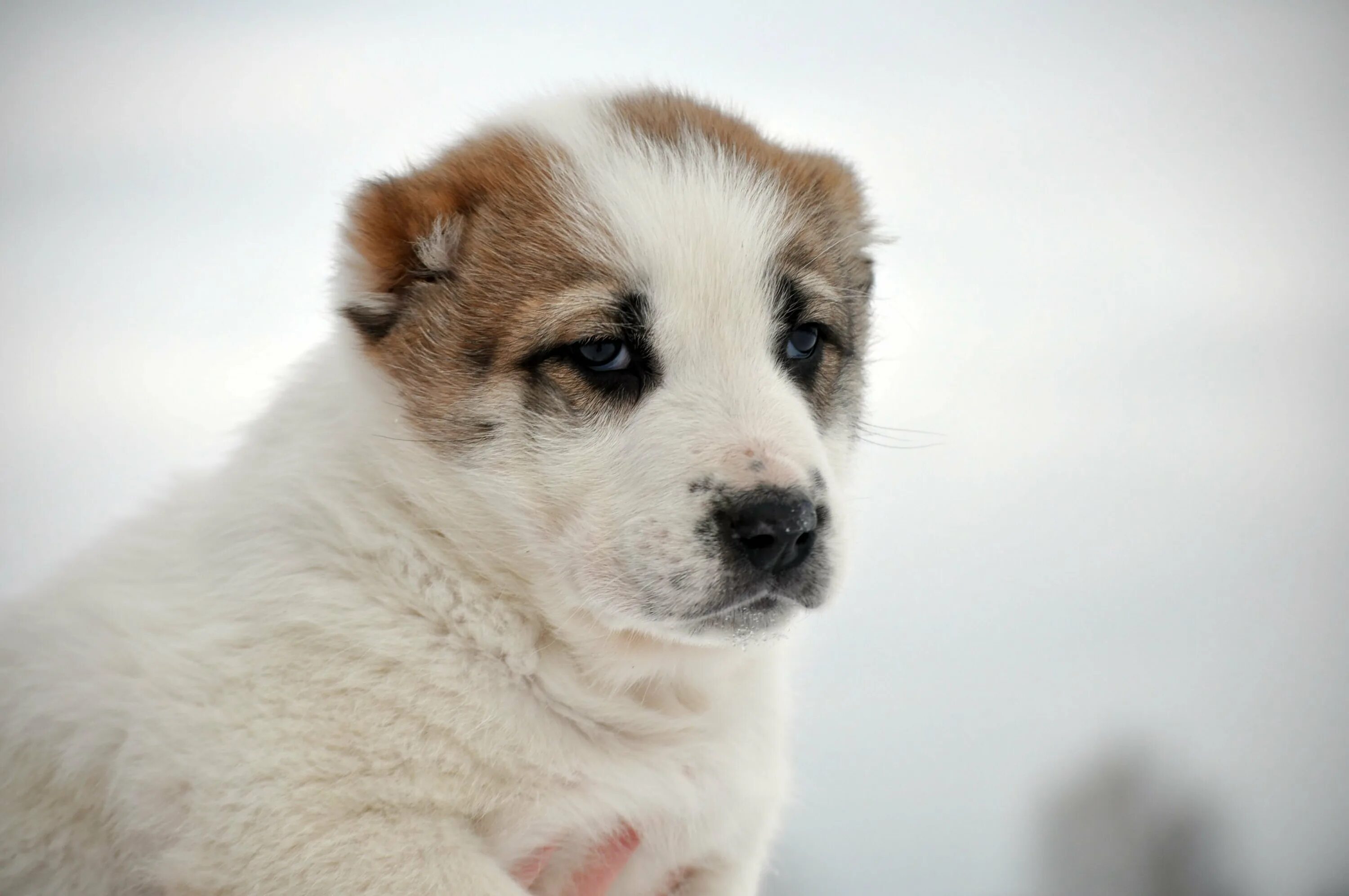 Download wallpaper 1920x1080 akita, puppy, dog full hd, hdtv, fhd, 1080p hd back