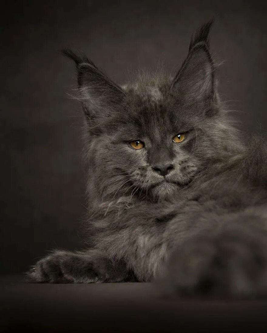 Манкун коты