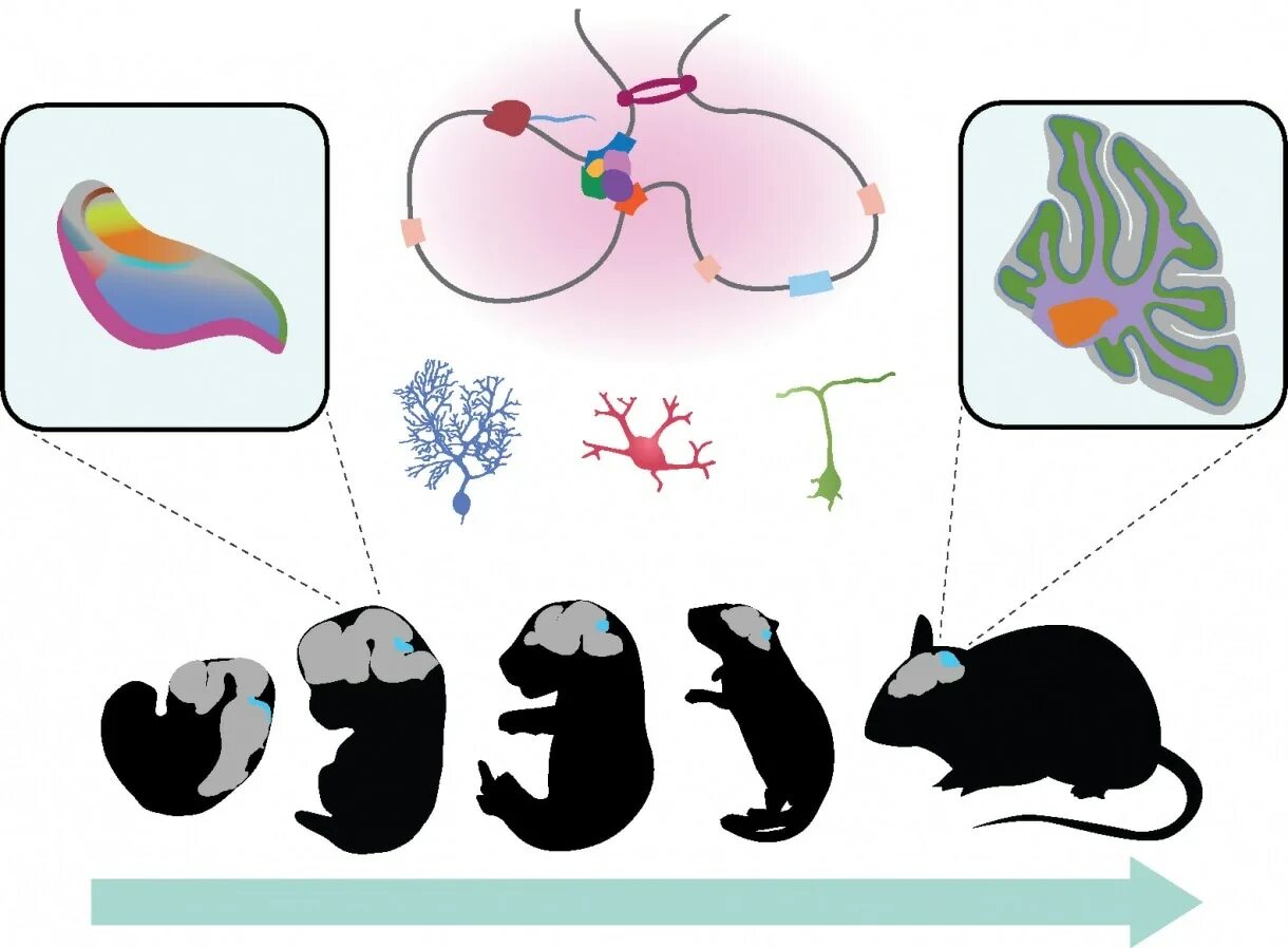 Genes development