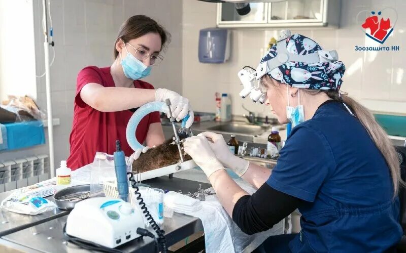 зоозащита нн ул коминтерна 29а