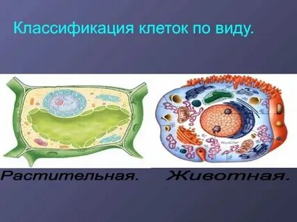 Клеточный уровень организации кратко