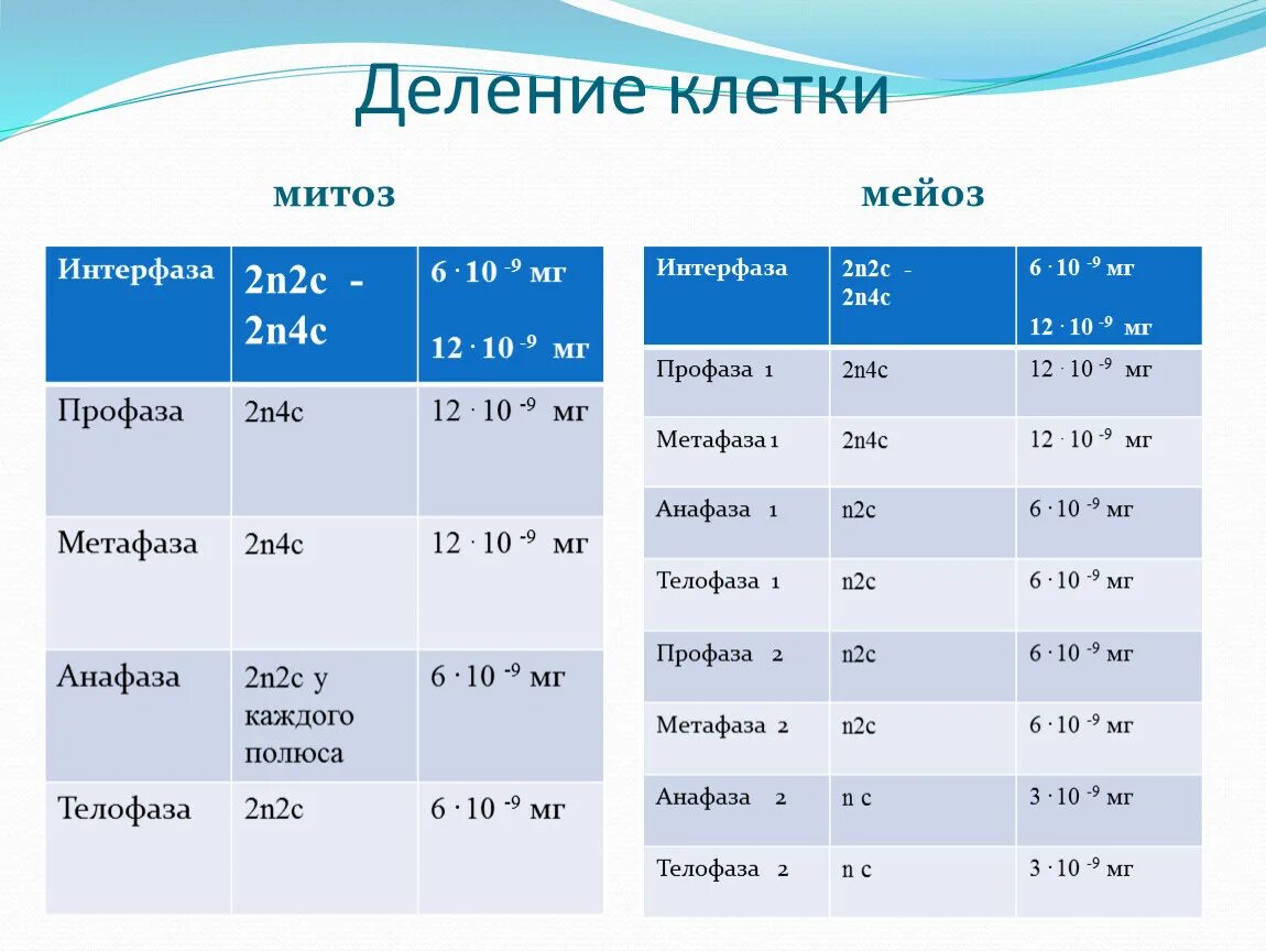 Какой набор хромосом при мейозе. Мейоз таблица хромосомный набор. Мейоз фазы таблица набор хромосом. Митоз и мейоз таблица набор хромосом. Митоз мейоз наборы хромосом и ДНК.