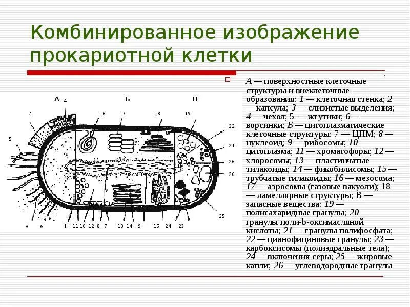 Прокариоты схемы. Прокариотическая клетка строение и функционирование. Комбинированное изображение прокариотной клетки. Строение прокариотической клетки бактерии. 1. Строение прокариотической клетки.