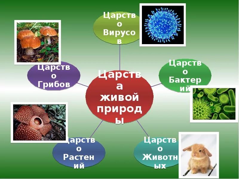 Различие царств. Царство животных царство растений царство грибов царство бактерий. Царство животных растений грибов бактерий. Кластер царства живой природы. Биология 4 царства живой природы.