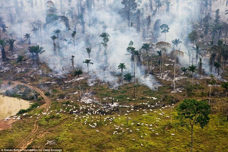 Hâụ quả của ô nhiễm môi trường ở ninh bình. Degradation of environment. Environmental degradation. Загрязнение природы. Вырубка леса экология.
