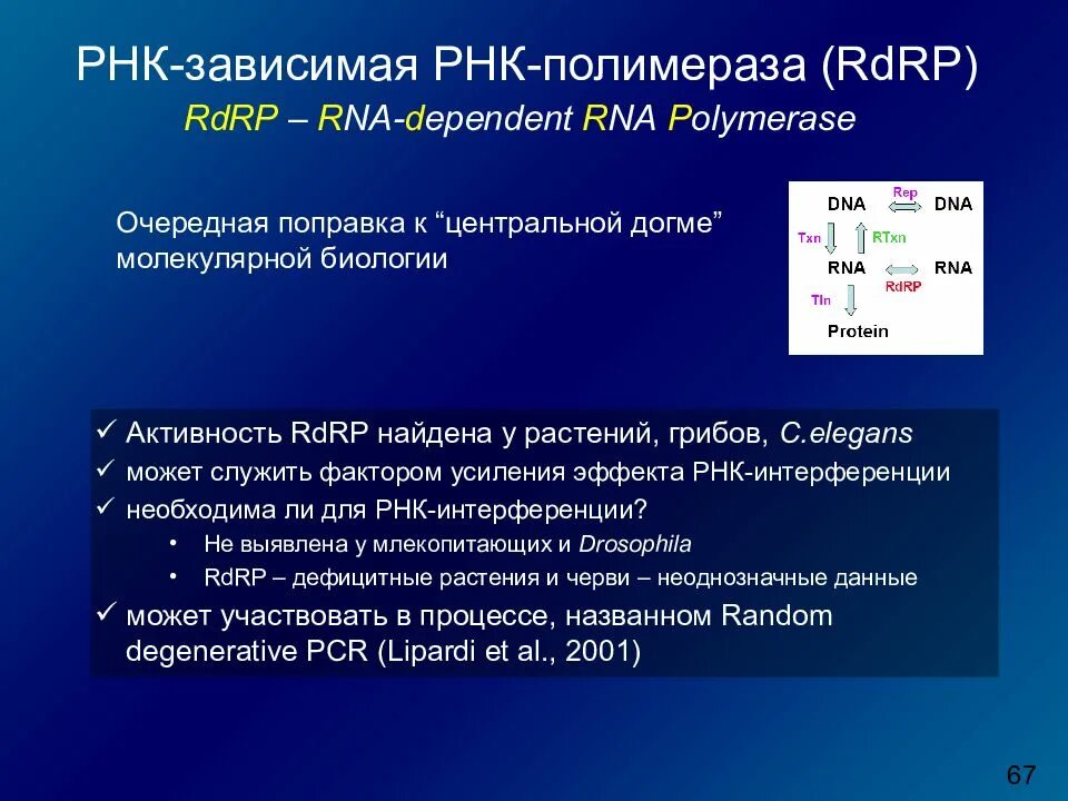 ДНК-зависимая РНК-полимераза. РНК зависимая РНК полимераза. Внутриклеточная локализация ДНК-зависимой РНК-полимеразы. ДНК зависимые РНК полимеразы.