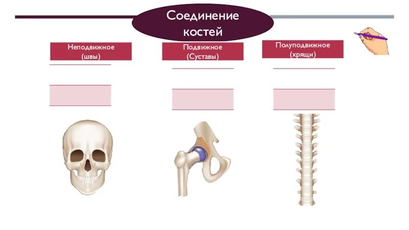 Шов это неподвижное соединение костей. Свойства состав строение костей типы соединения костей. Подвижные соединения костей. Неподвижные полуподвижные и подвижные соединения костей.