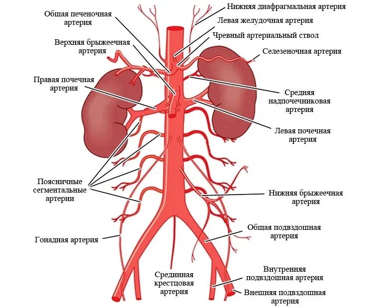 Почечные вены какая кровь. Висцеральные ветви брюшной аорты. Ветви брюшной аорты анатомия. Брюшной отдел аорты анатомия. Ветви брюшной части аорты анатомия.