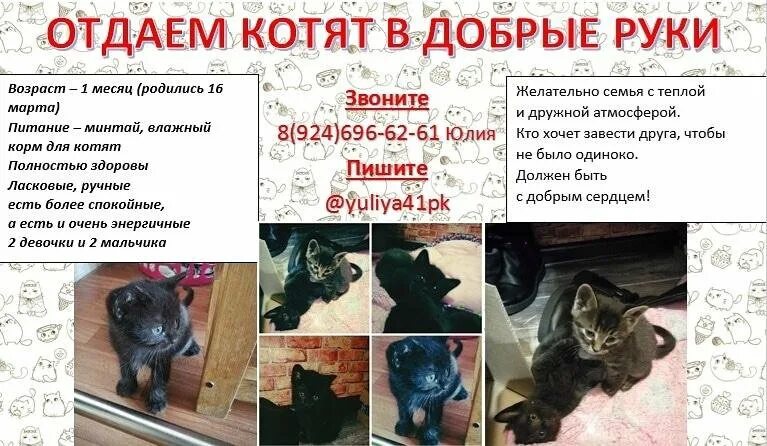 Объявления отдам котят в добрые. Объявления про котят. объявление отдам котят. отдам котят в добрые руки. объявление котята в добрые руки.