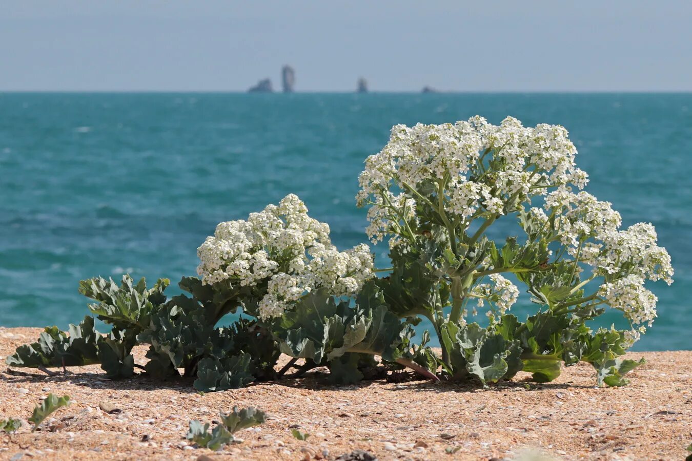 Катран Crambe maritima. Катран Приморский. Катран растение. Катран (Crambe cordifolia). Севастополь куплю растения