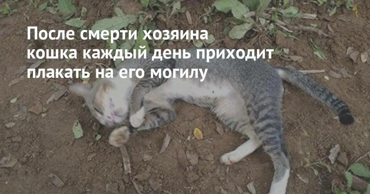 Коты перед смертью уходят. Душа животных после смерти. Душа кошки после смерти. Куда попадают души котов.
