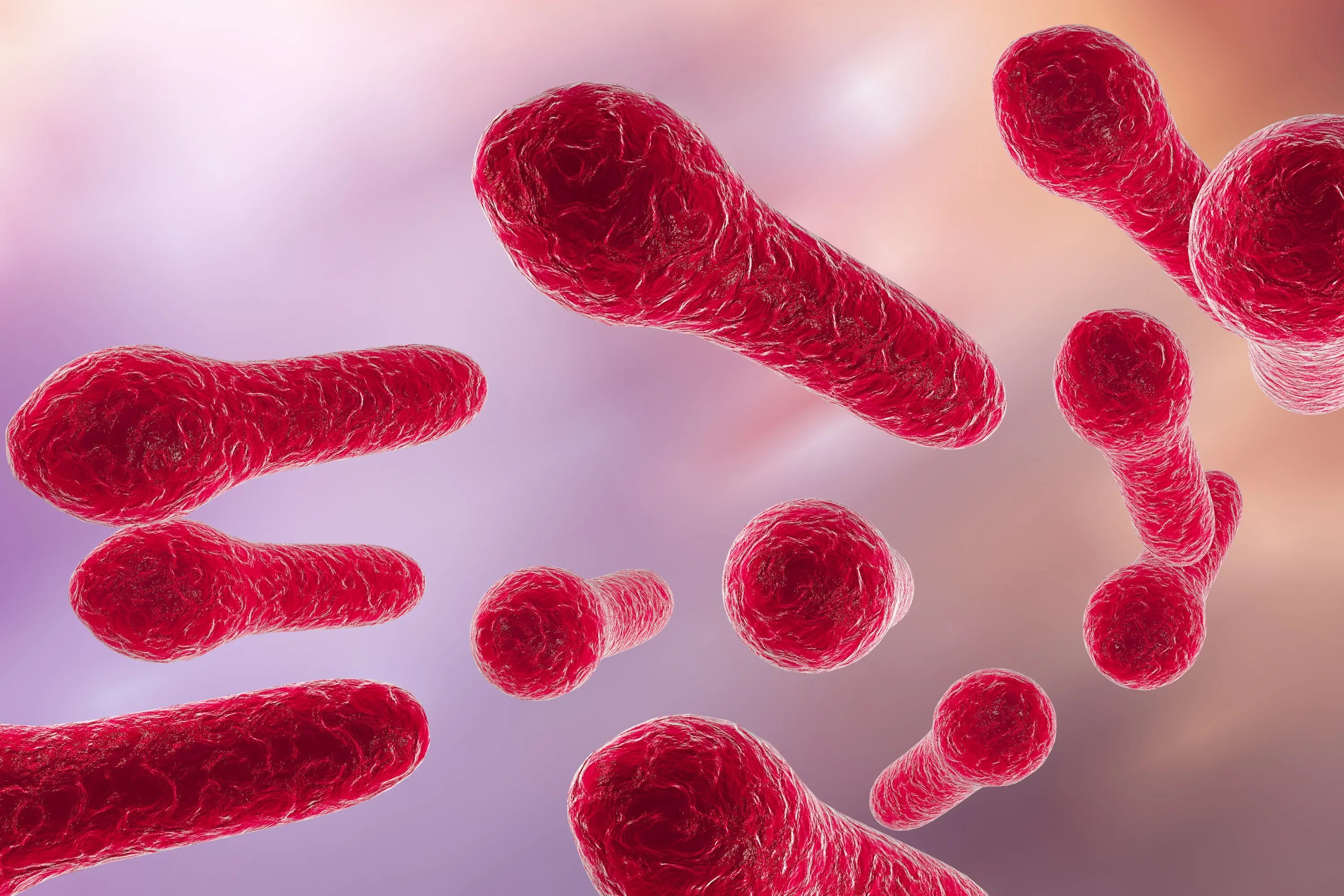 Палочка вызывающая болезнь. Столбнячная палочка clostridium tetani. clostridium tetani возбудитель. столбняк бактерия возбудитель.