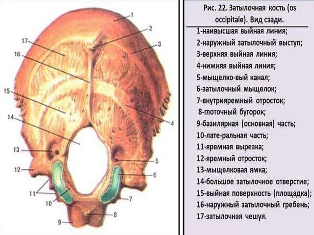 Два затылочных мыщелка млекопитающих