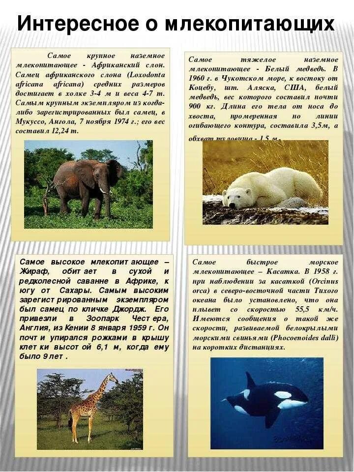 Сообщение по биологии на тему млекопитающие