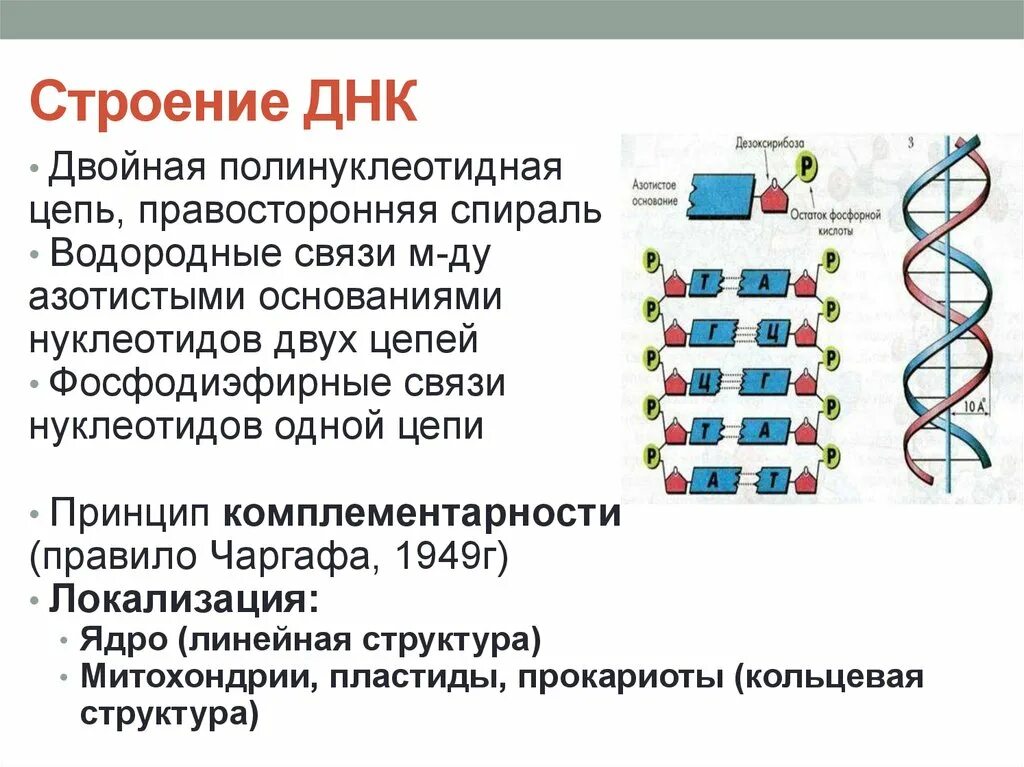 Характеристика структуры днк. Какова структура молекулы ДНК. Структура и функции молекул ДНК. Опишите строение молекула ДНК кратко.