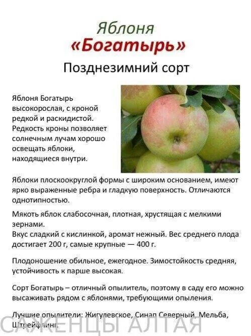 Сорт яблок красный богатырь. Сорт яблок богатырь Антоновка. Яблоня богатырь описание сорта. Яблоки сорт богатырь фото и описание сорта.