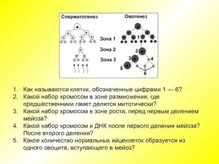 Листовой зачаток набор хромосом