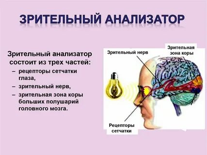 Зрительный анализатор презентация 8 класс биология колесов
