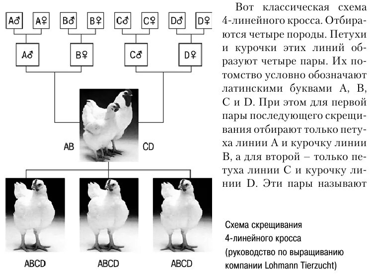 Скрещивание породистых. Схема скрещивания для получения бройлеров. Росс 308 схема скрещивания. Схема скрещивания кросса. Схема скрещивания Кобб 500.