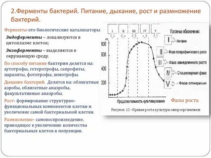 Дыхание рост