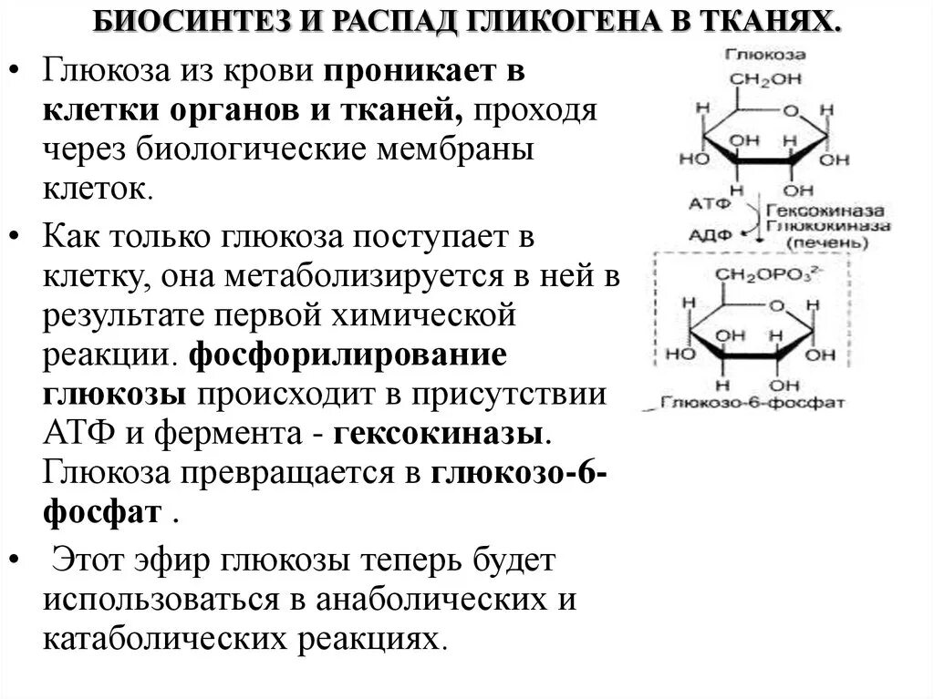 Распад гликогена. Синтез и распад гликогена биохимия. Схема распада гликогена с ферментами. Уравнения реакций синтеза и распада гликогена. Синтез гликогена формулы.