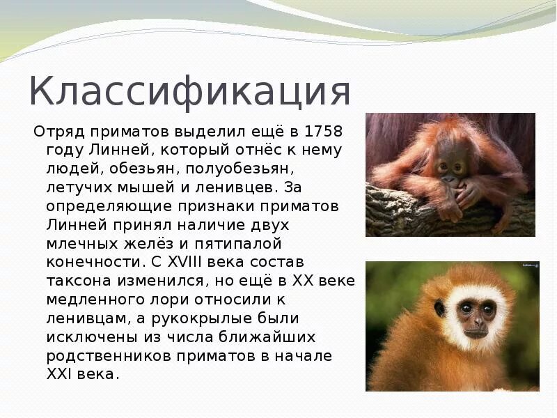 Относится ли человек к отряду приматов. Описание отряда приматы. Приматы общая характеристика. Презентация на тему отряд приматы. Приматы характеристика.