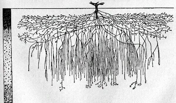 Корневая система глицинии. Корневая система винограда глубина. Корневая система ивы плакучей.