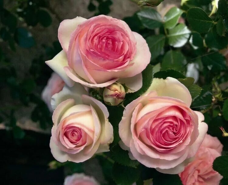 Пьер де ронсар саженцы. Пьер де ронсар саженцы. Пьер де ронсар саженцы. Пьер де ронсар саженцы. Пьер де ронсар саженцы.