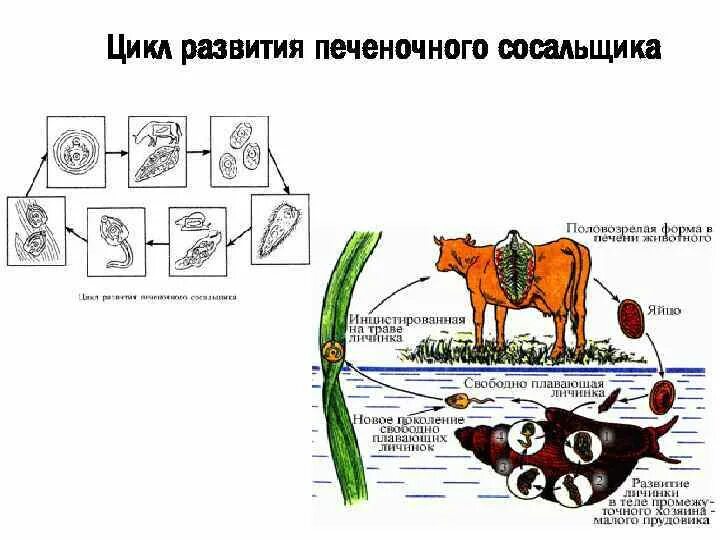 Цикл развития печеночного сосальщика схема. Схема жизненного цикла печеночного сосальщика. Цикл печеночного сосальщика биология. Схема развития печеночного сосальщика.