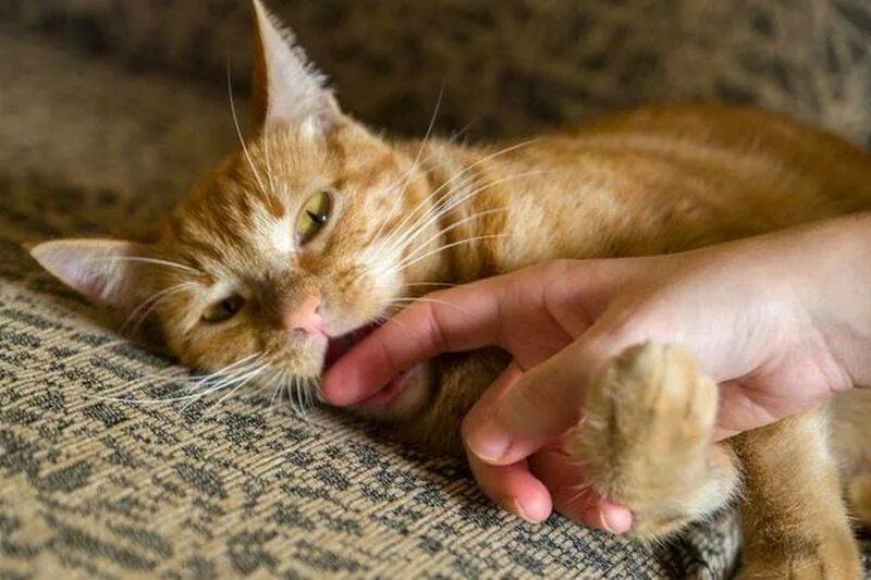 Котенок 3 месяца кусается. Котенок царапается. кошки икоты. кусает.