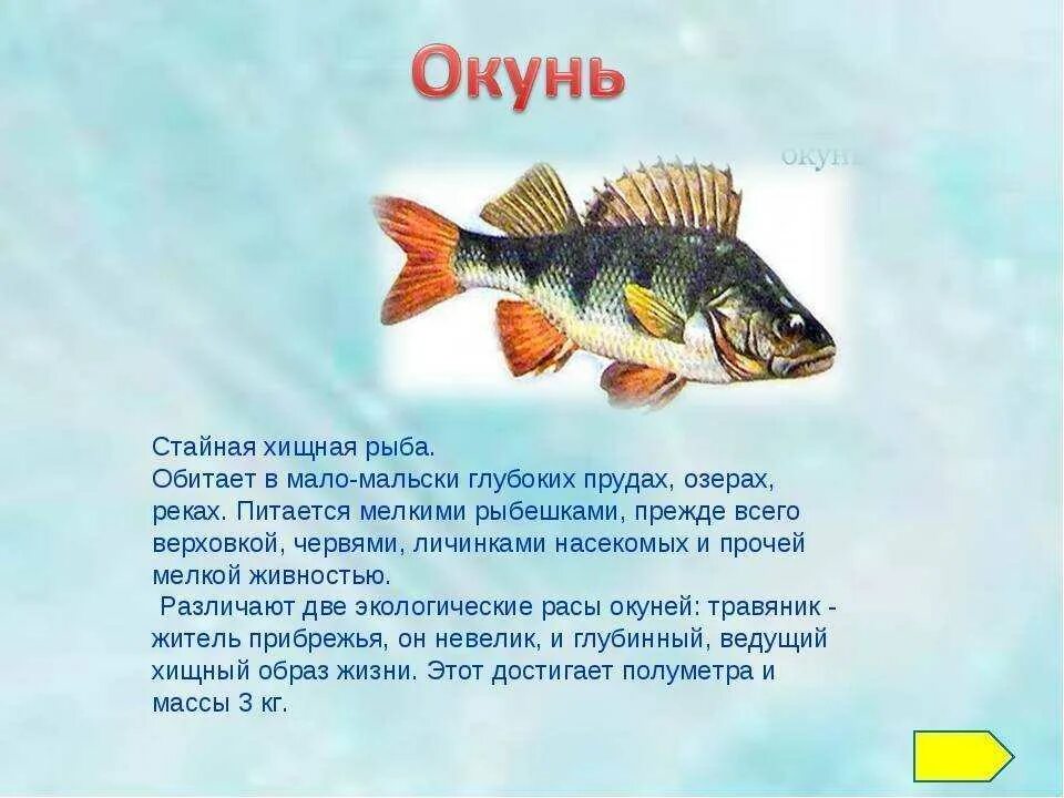 Как найти окуня. Окунь описание для детей 3 класса. окунь рыба описание для детей 1 класса. характеристика окуня. доклад про рыб маленький.