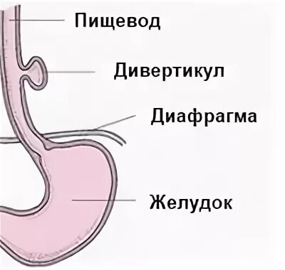 Развитие пищевода