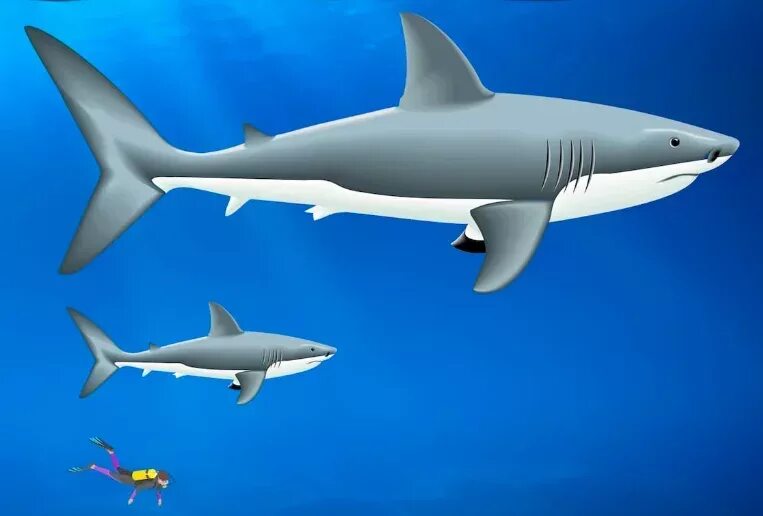 Какой длины акула. Акула МЕГАЛОДОН. Отодус МЕГАЛОДОН. МЕГАЛОДОН И белая акула. Акула МЕГАЛОДОН И человек.