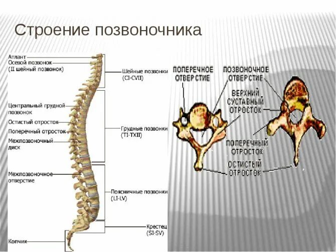 Схема строения позвонков человека. Строение позвонков человека анатомия. Позвоночный столб анатомия строение. Строение позвоночника человека 8 класс биология. Сходство отделов позвоночника