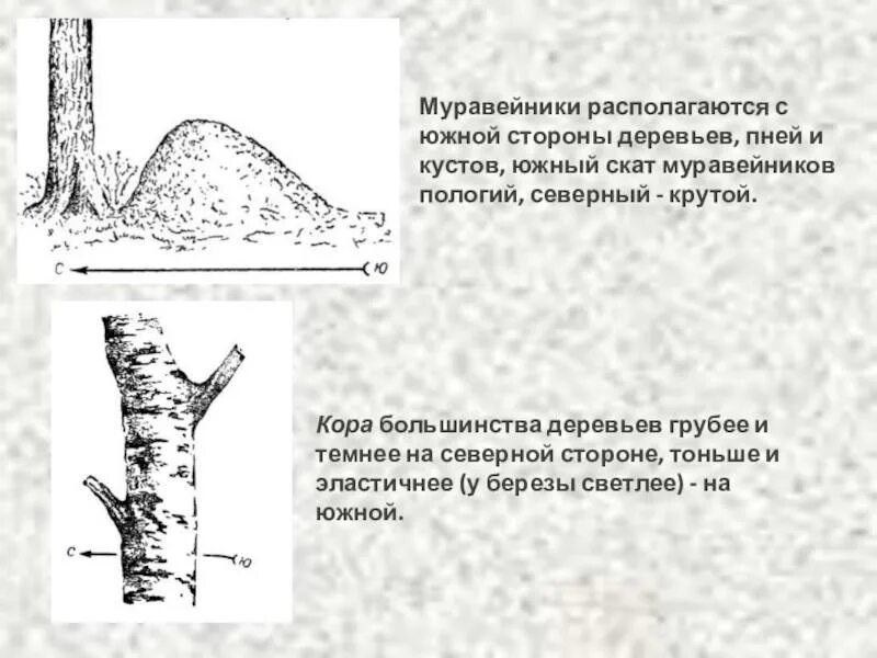 Сторона муравейника. Северная сторона дерева. Муравейники располагаются с Южной стороны деревьев, пней и кустов.. Муравейник с Южной стороны дерева. Ориентироваться по коре дерева.