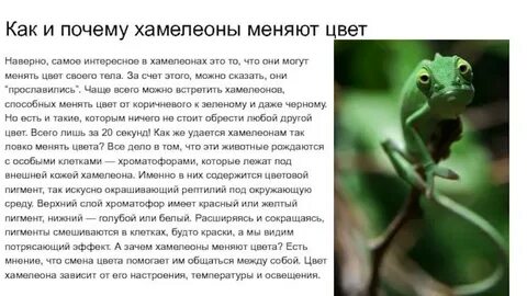 Почему в хамелеоне нет положительных героев