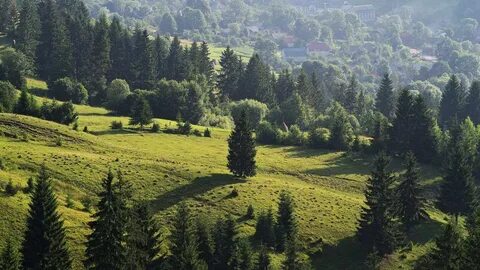 Деревья карпат