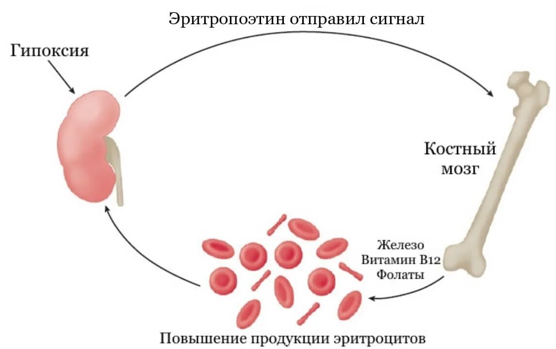 Эритропоэтин что это. Эритропоэтин. Синтез эритропоэтина. Эритропоэтин гормон. Гормоны эритропоэза.