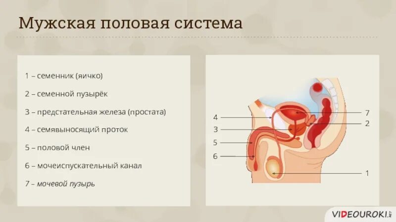 Половая система человека биология 8 класс. Половая система человека. Мужской половой орган. Анатомия полового члена. Мужская половая система.